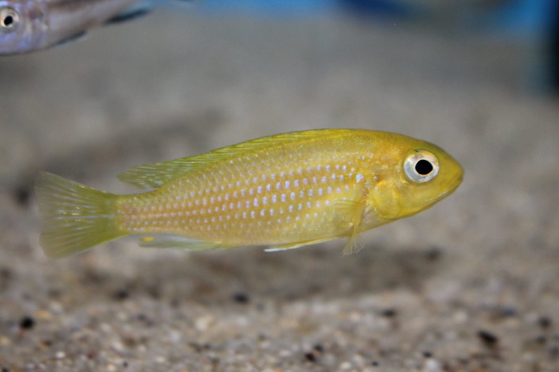 Tropheops sp. 'macrophthalmus chitimba' Chitimba Bay Deep